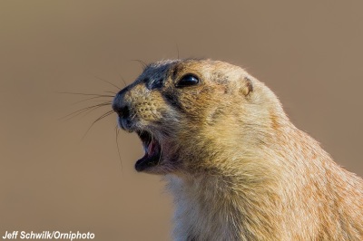 About Prairie Dogs